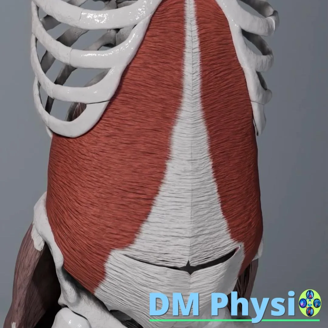 Анатомия на коремната стена